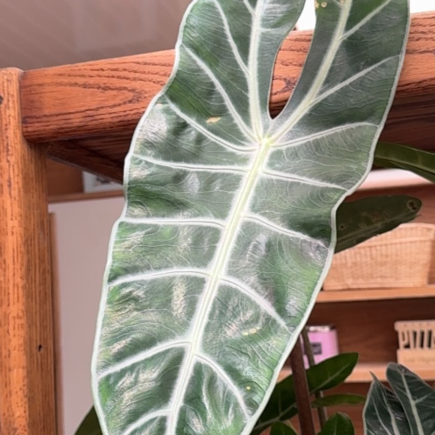 Alocasia longiloba 'Mythic': How Much Water & Light Does it Need