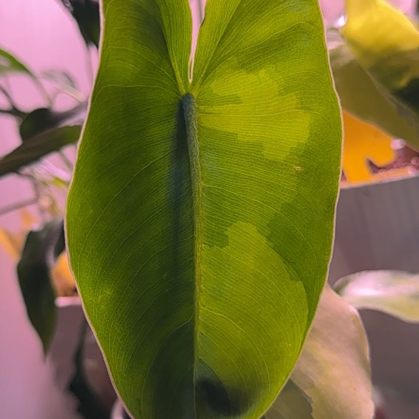 Photo of the plant species Alocasia Burle Marx Albo Varigata by @GreatestRoussea named Ozzie on Greg, the plant care app
