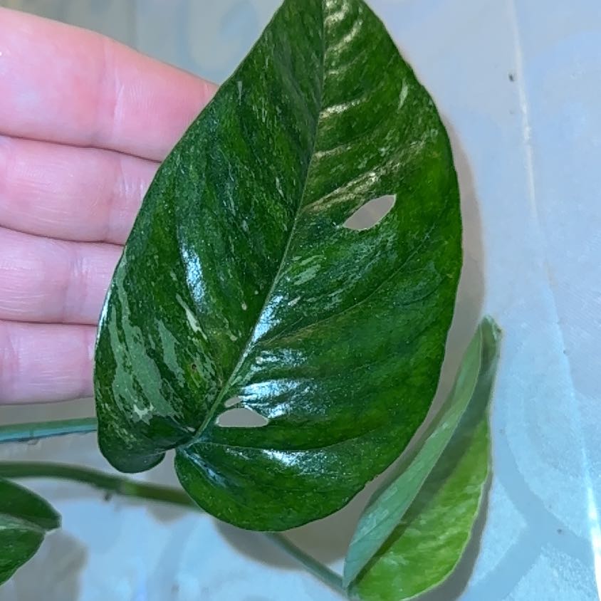 Photo of the plant species Epi Pinn Albo by @GreatestRoussea named Albies on Greg, the plant care app