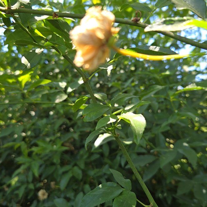 Photo of the plant species Primrose Jasmine by @NobleRedalder17 named Lebron on Greg, the plant care app