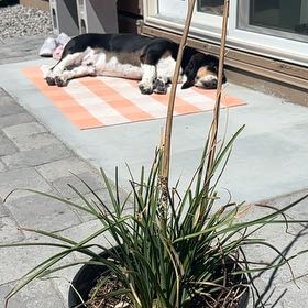 Photo of the plant species Torch Lily 'Papaya Popsicle' by @WarmPomelo22 named Harmony on Greg, the plant care app