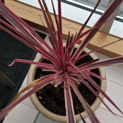 Photo of the plant species Cordyline 'Charlie Boy' by @HighNoognug34 named Rosa on Greg, the plant care app