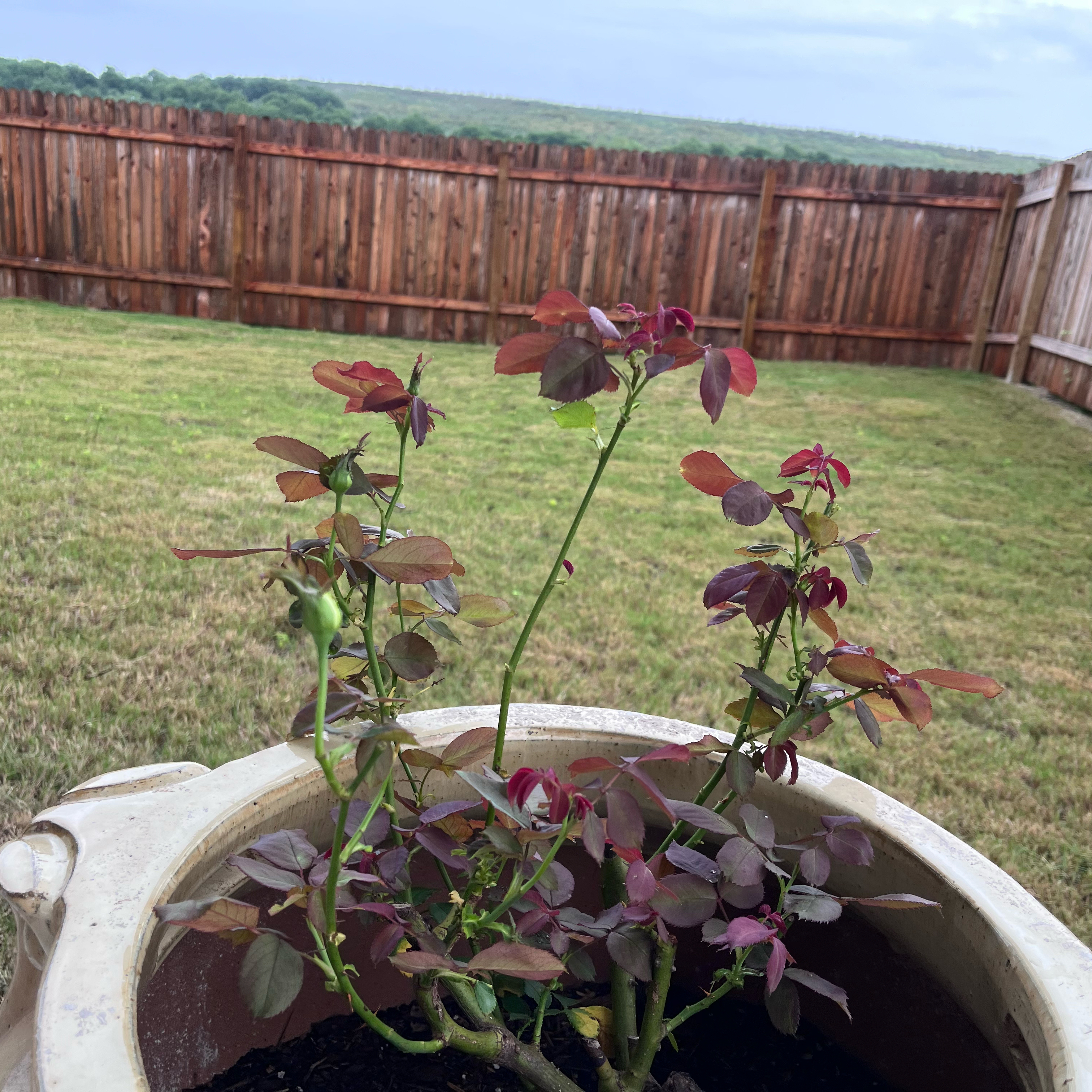 Photo of the plant species Pope John Paul II Rose by @GnarlyTwister79 named Sanders on Greg, the plant care app