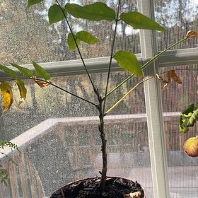 Photo of the plant species Wisteria Tree by @YummyCowvine27 named Muhammad Ali on Greg, the plant care app