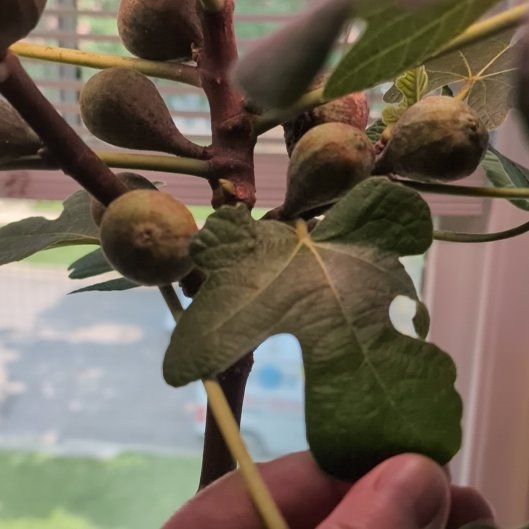 Photo of the plant species Fig by @FearlessRedbush named Nick on Greg, the plant care app
