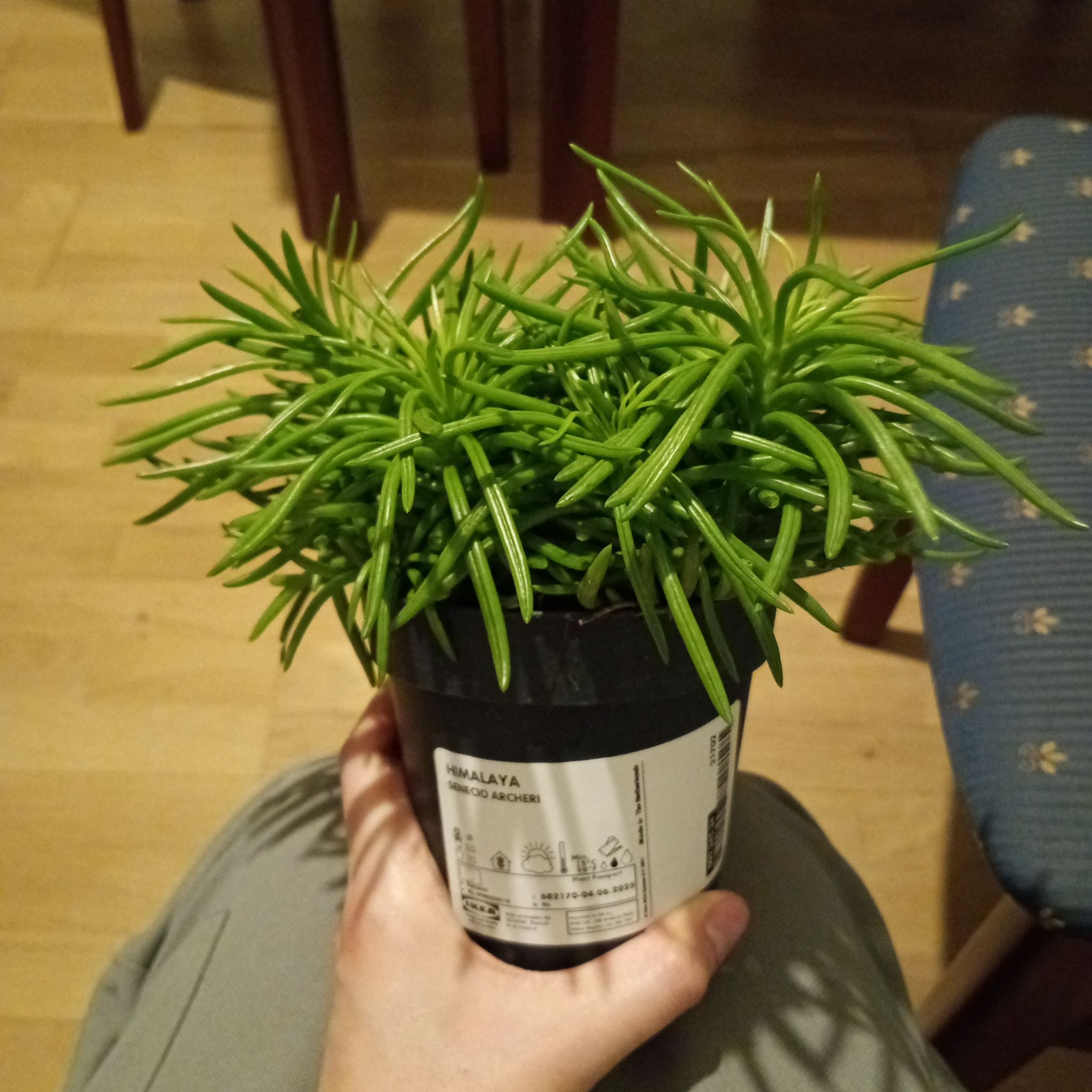 Photo of the plant species Himalaya Senecio by @LadyLilac79 named Sherlock on Greg, the plant care app
