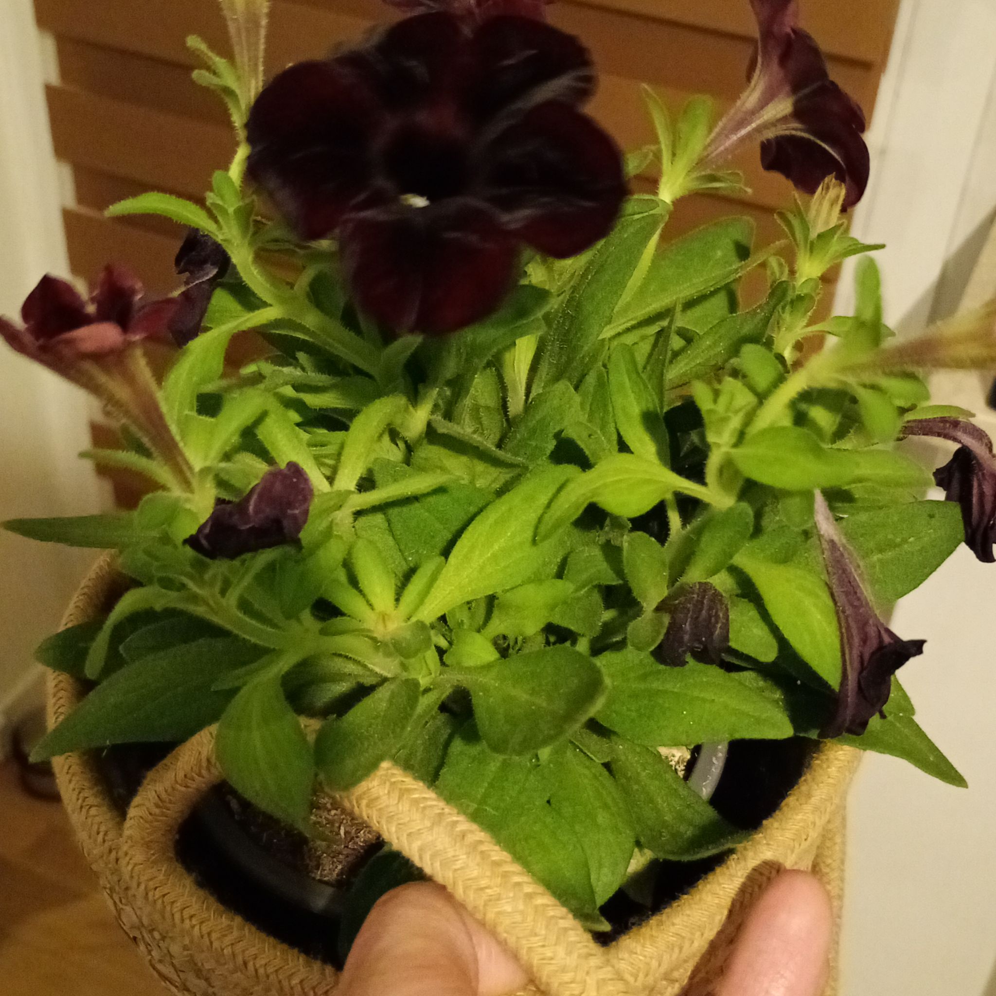 Photo of the plant species Midnight Gold Petunia by @LadyLilac79 named Duke on Greg, the plant care app