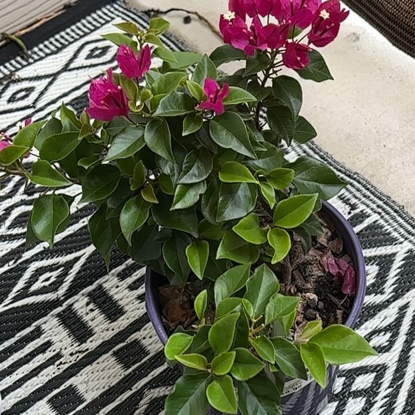 Plant care for Florida Pisonia on Greg, the plant care app