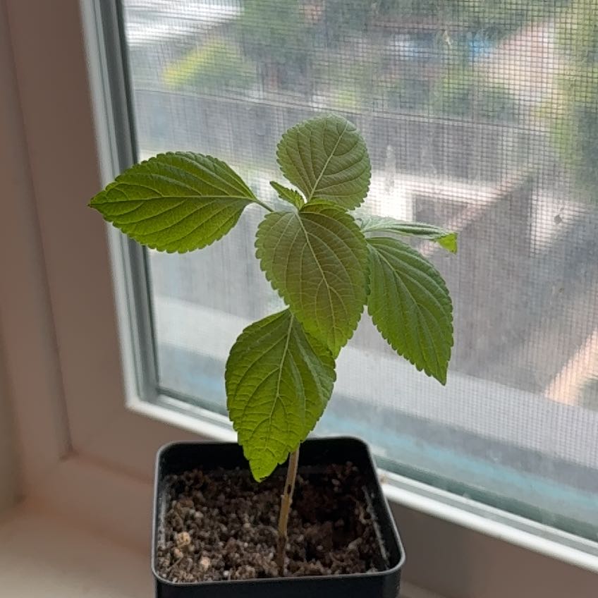 Photo of the plant species Korean Perilla by @AceHopsage88 named Figyonce on Greg, the plant care app