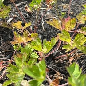 Photo of the plant species Woolly Geranium by @NoblyDogrose42 named Xena on Greg, the plant care app