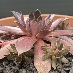 Photo of the plant species Sempervivum 'Pacific Devil's Food' by @BackupIrishmoss named Sahara on Greg, the plant care app
