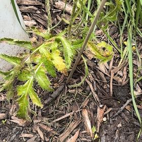Photo of the plant species Eltrot by @OptimistOmnom22 named Huckleberry Fern on Greg, the plant care app