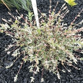 Photo of the plant species Creeping Willow by @TryLithop52 named Harmony on Greg, the plant care app