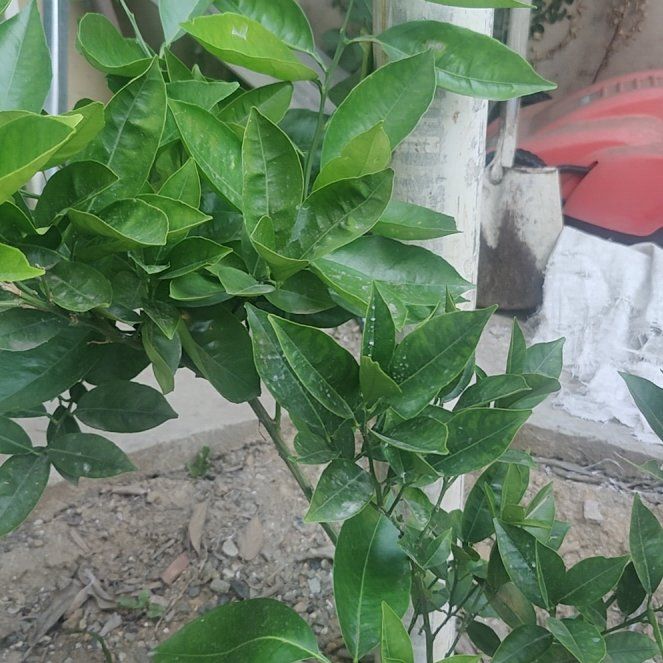 Photo of the plant species Valencia Orange by @RadLoquat15 named Valerie on Greg, the plant care app