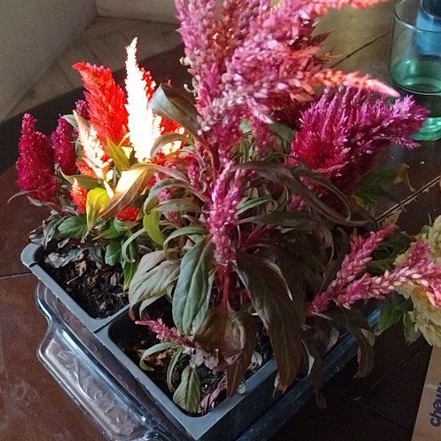 Photo of the plant species Dwarf Pomegranate by @MeekFeltbush12 named Stella on Greg, the plant care app