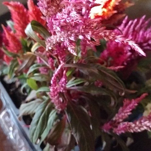 Photo of the plant species Dwarf Pomegranate by @MeekFeltbush12 named Sage on Greg, the plant care app