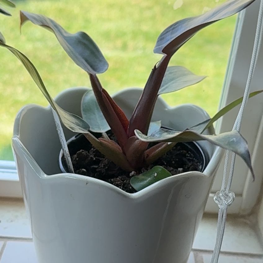 Photo of the plant species Red Sun Philodendren by @KeySourwood41 named Aria on Greg, the plant care app