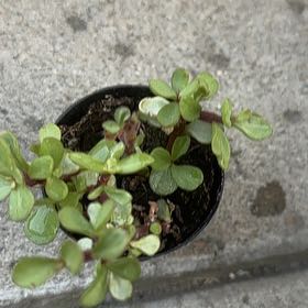 Photo of the plant species Portulacaria afra 'Snowfall' by @EagerCaleypea57 named Gates on Greg, the plant care app