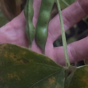Photo of the plant species Runner Bean by @BabyLilliput88 named Treeyoncé on Greg, the plant care app