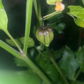 Photo of the plant species Tomatillo 'Super Verde' by @BabyLilliput88 named Sanders on Greg, the plant care app