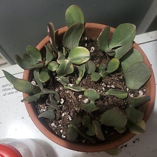 Photo of the plant species 'Lemon & Lime' Jade Plant by @KeenFeijoa29 named Bella on Greg, the plant care app