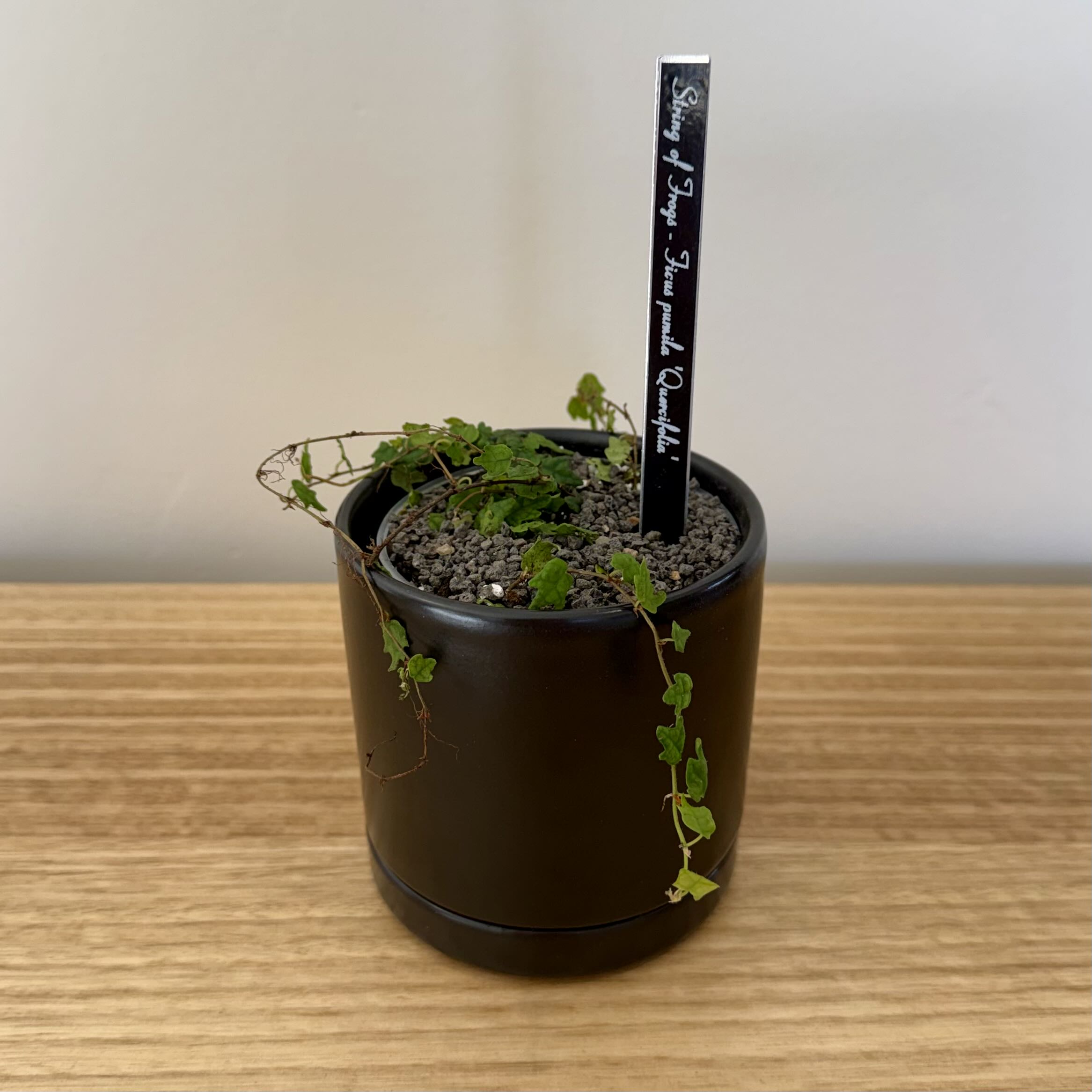 Photo of the plant species Ficus 'String of Frogs' by @carleym named Miley on Greg, the plant care app