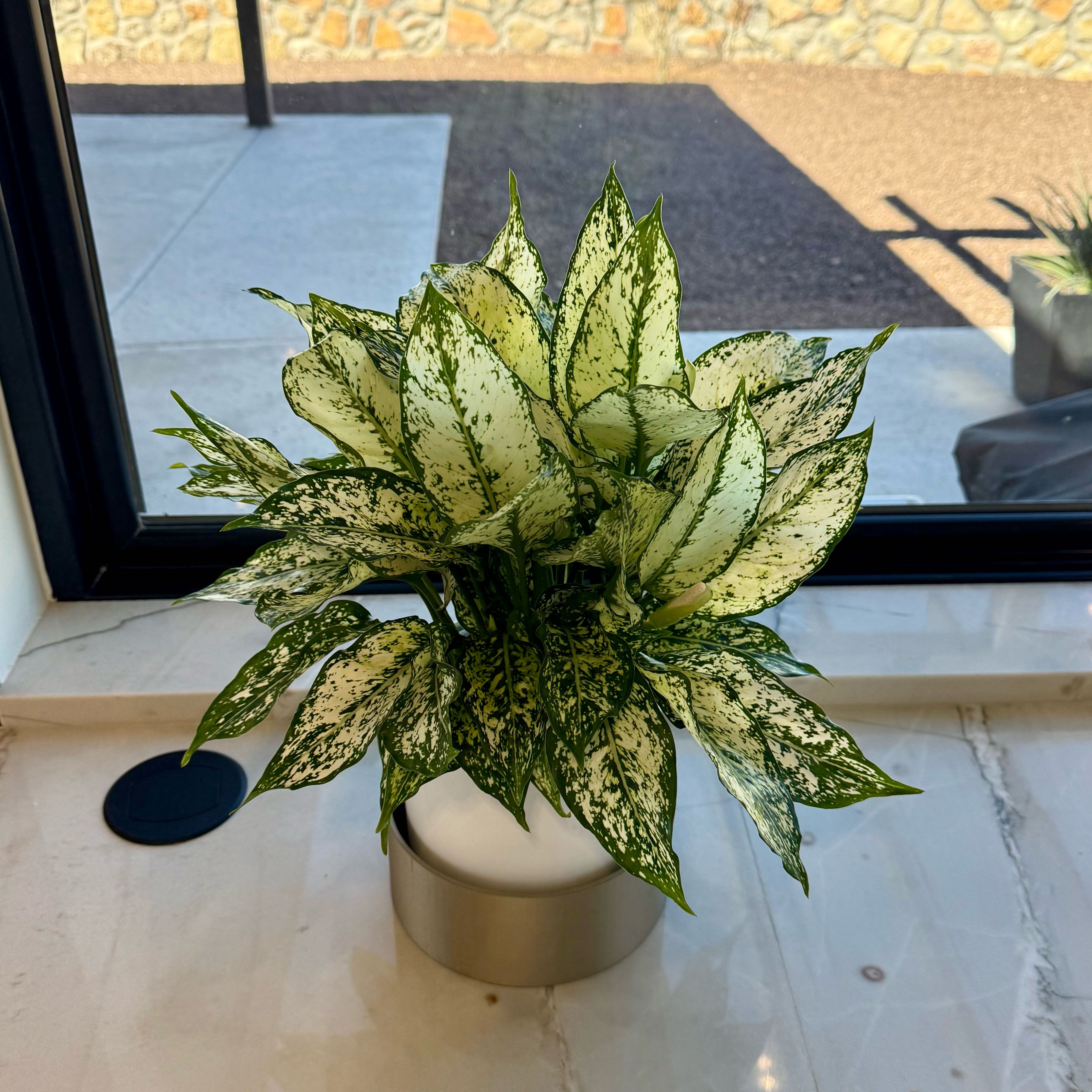 Photo of the plant species First Diamond Chinese Evergreen by @carleym named Diamond on Greg, the plant care app