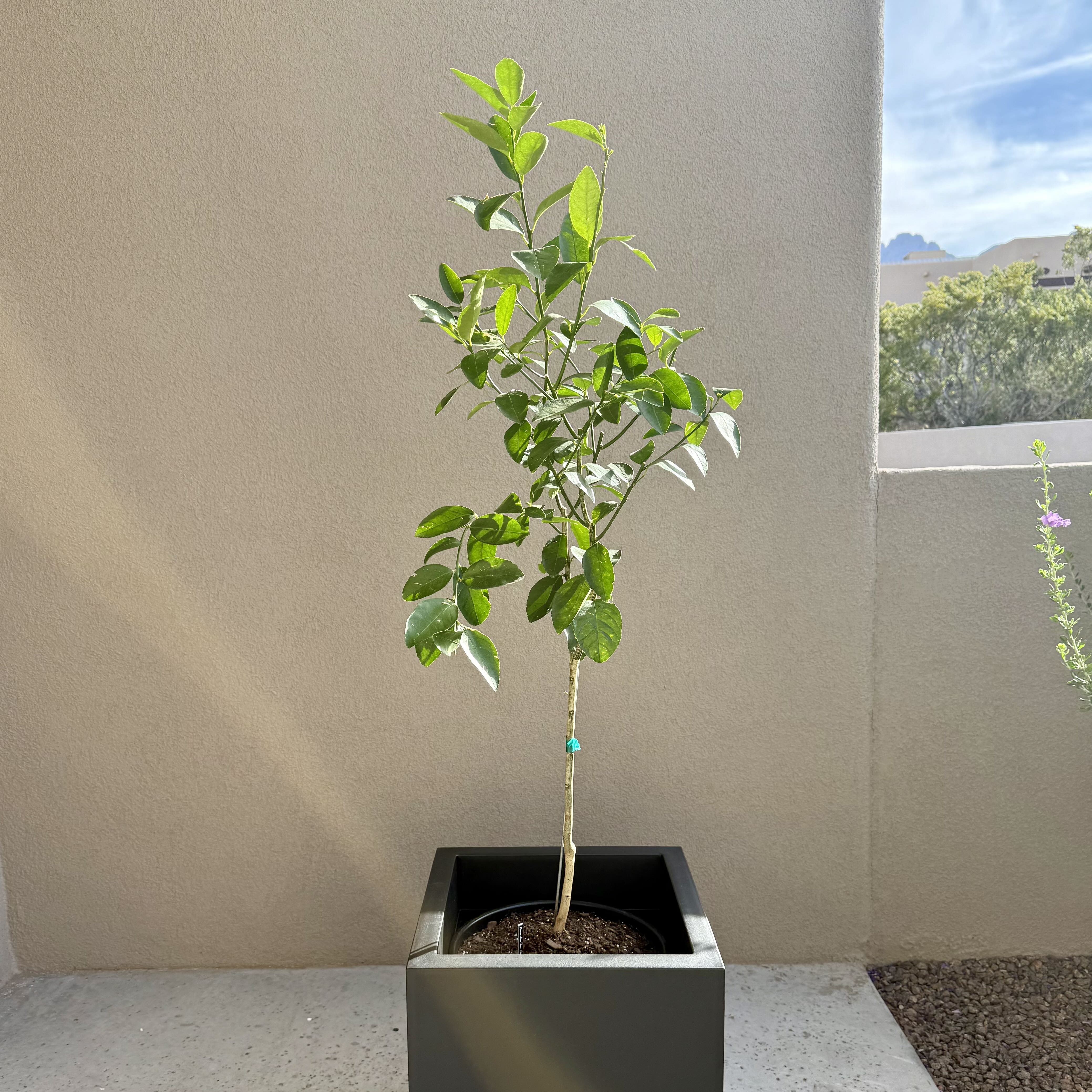 Photo of the plant species Lime Tree by @carleym named Shakira on Greg, the plant care app