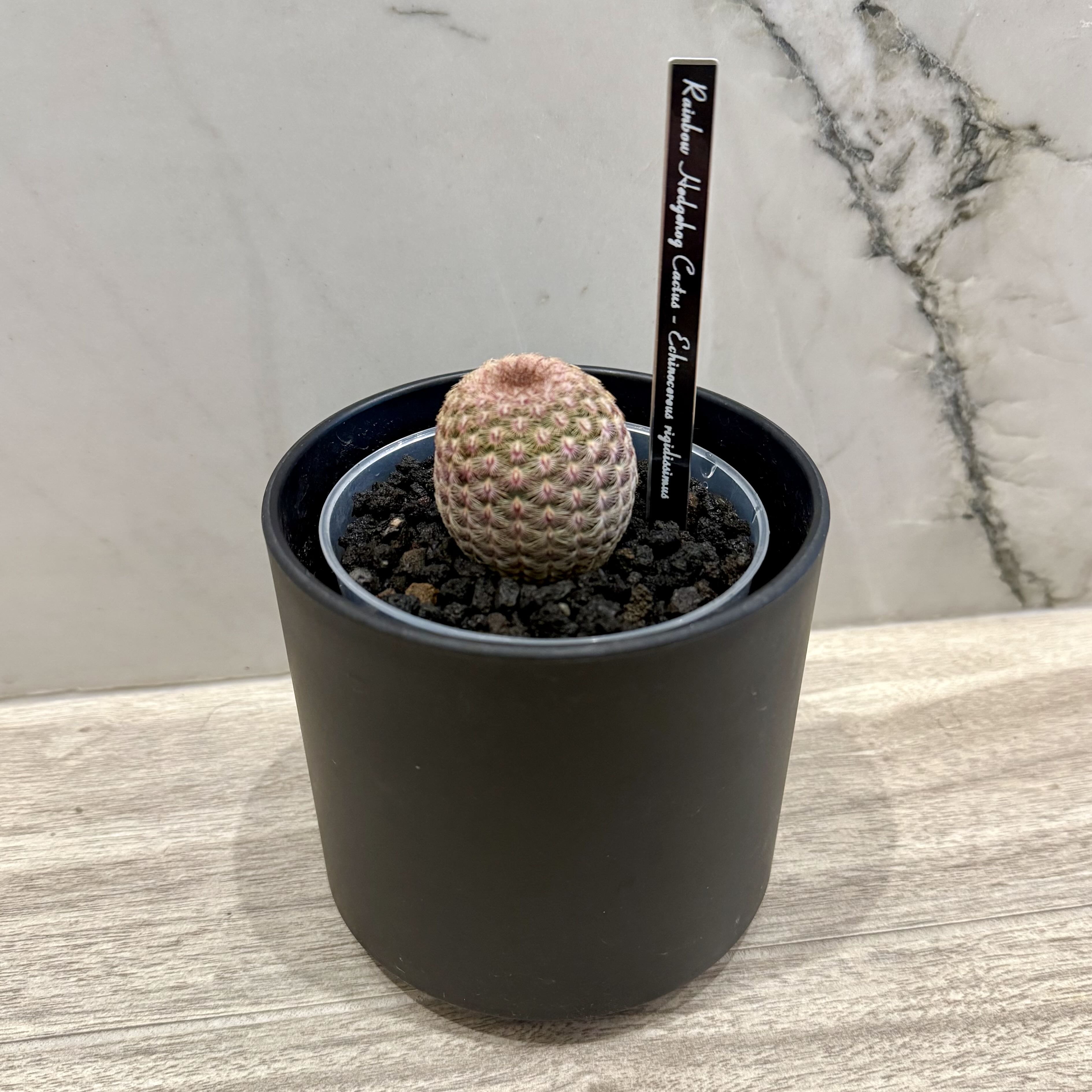 Photo of the plant species Rainbow Hedgehog Cactus 'Rubispinus' by @carleym named Athena on Greg, the plant care app