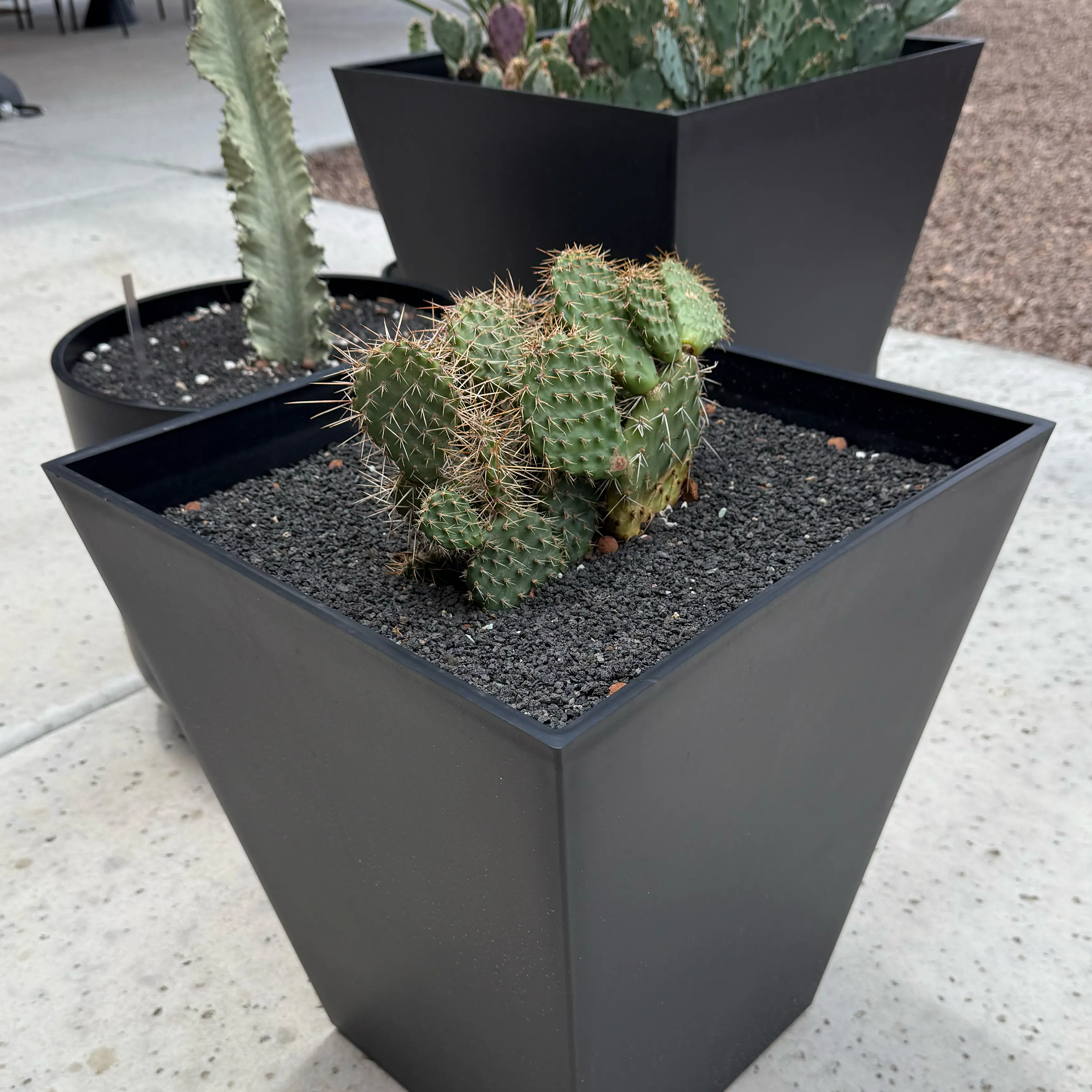 Photo of the plant species Opuntia 'Grand Mesa Peach' by @carleym named Surya on Greg, the plant care app