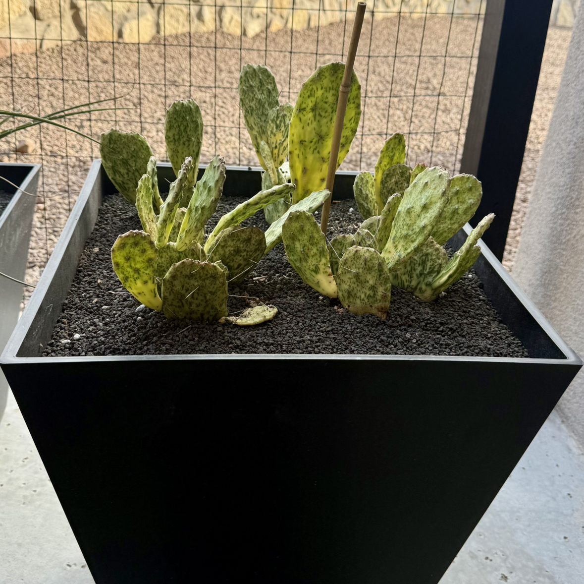 Photo of the plant species Sunburst Prickly Pear by @carleym named Denali on Greg, the plant care app