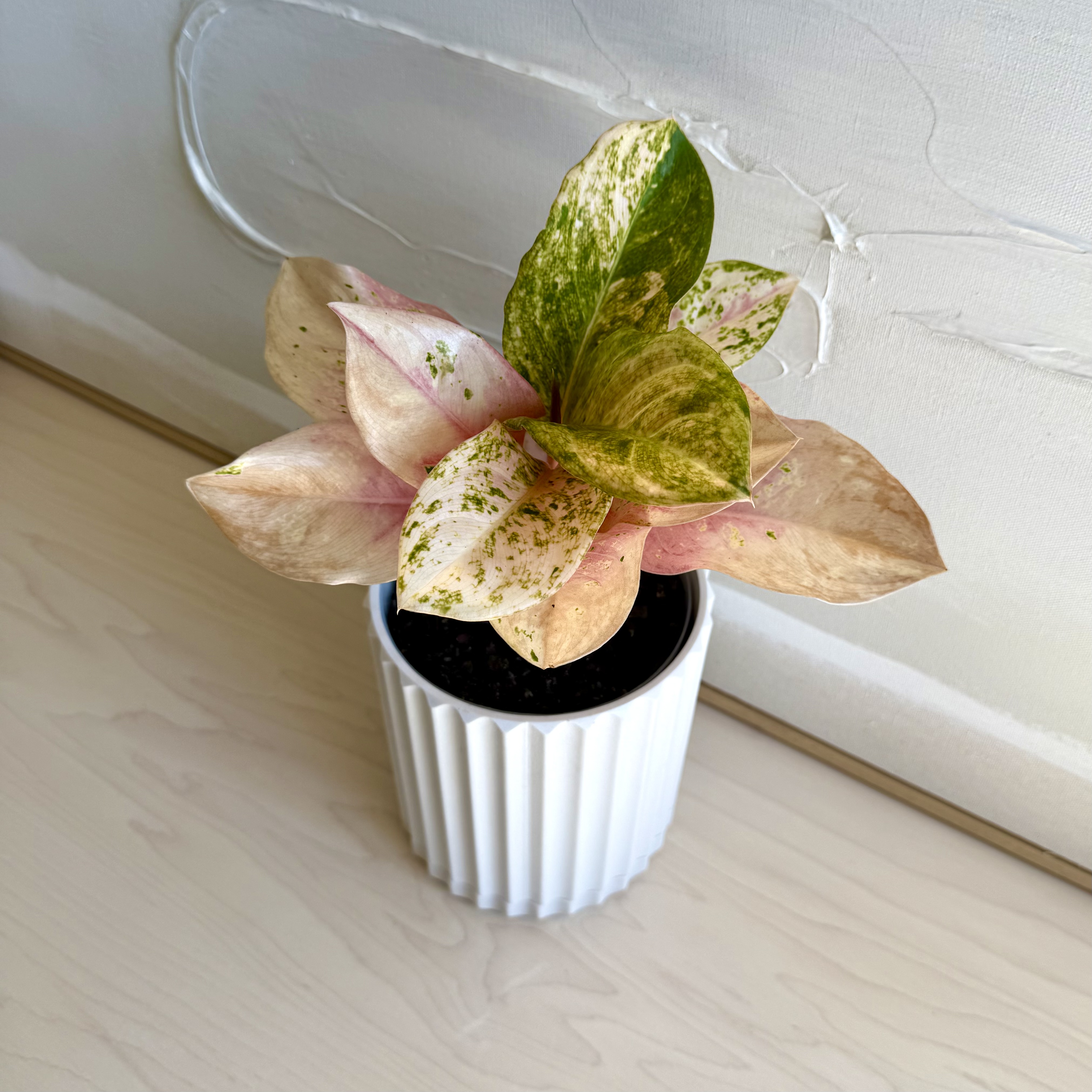 Photo of the plant species Aglaonema by @carleym named Harper on Greg, the plant care app