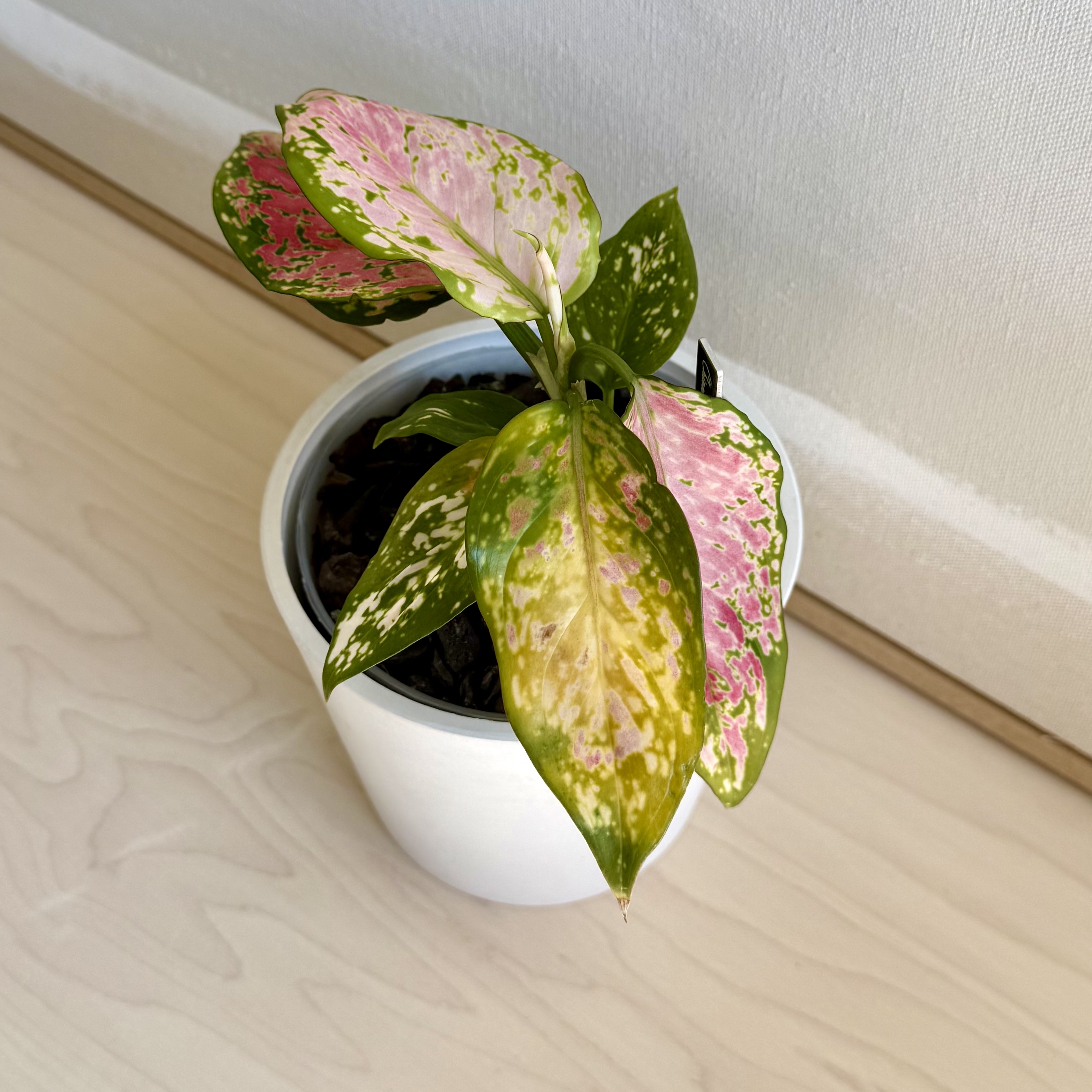 Photo of the plant species Aglaonema 'Favonian' by @carleym named Harry on Greg, the plant care app