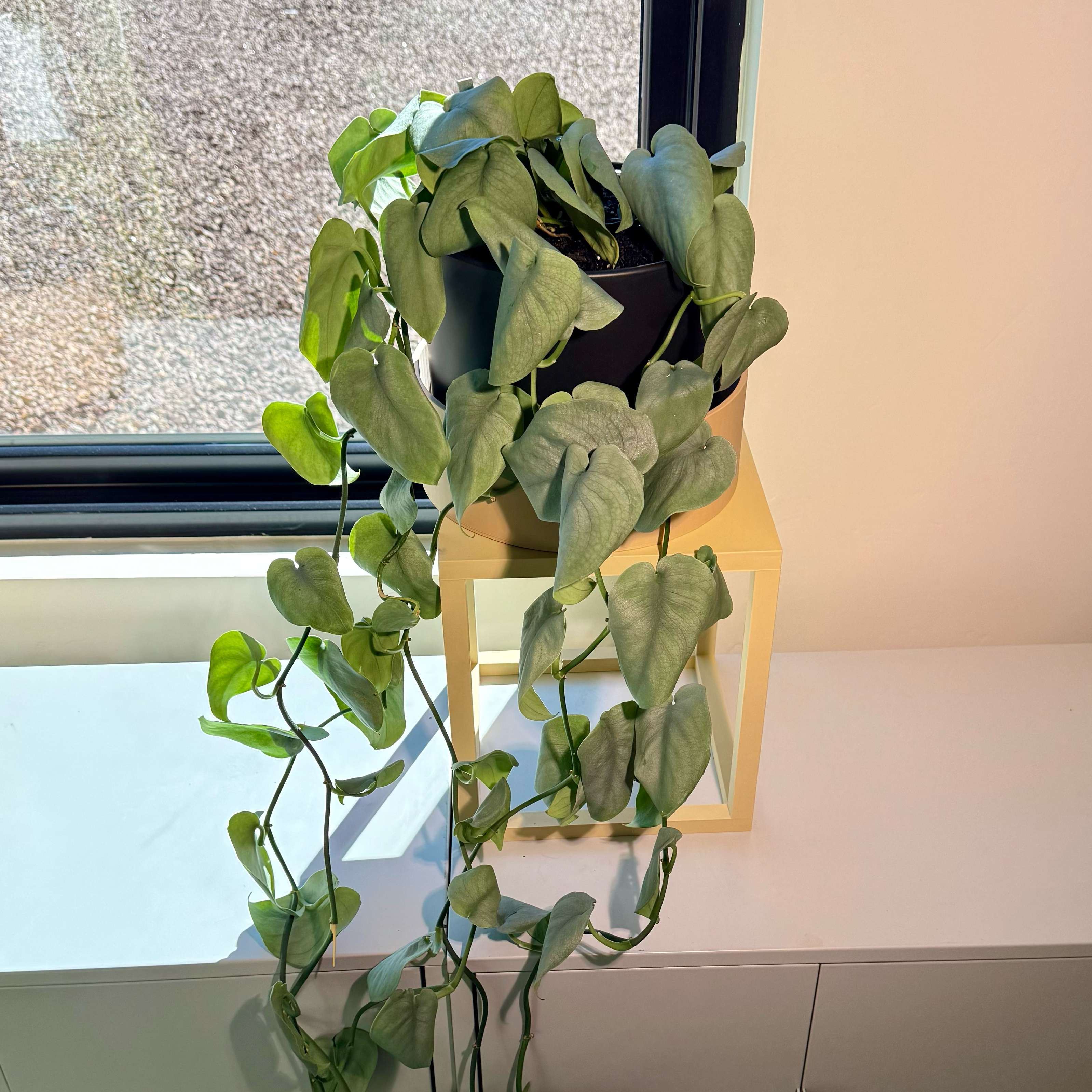 Photo of the plant species Platinum Satin Pothos by @carleym named Kylie on Greg, the plant care app