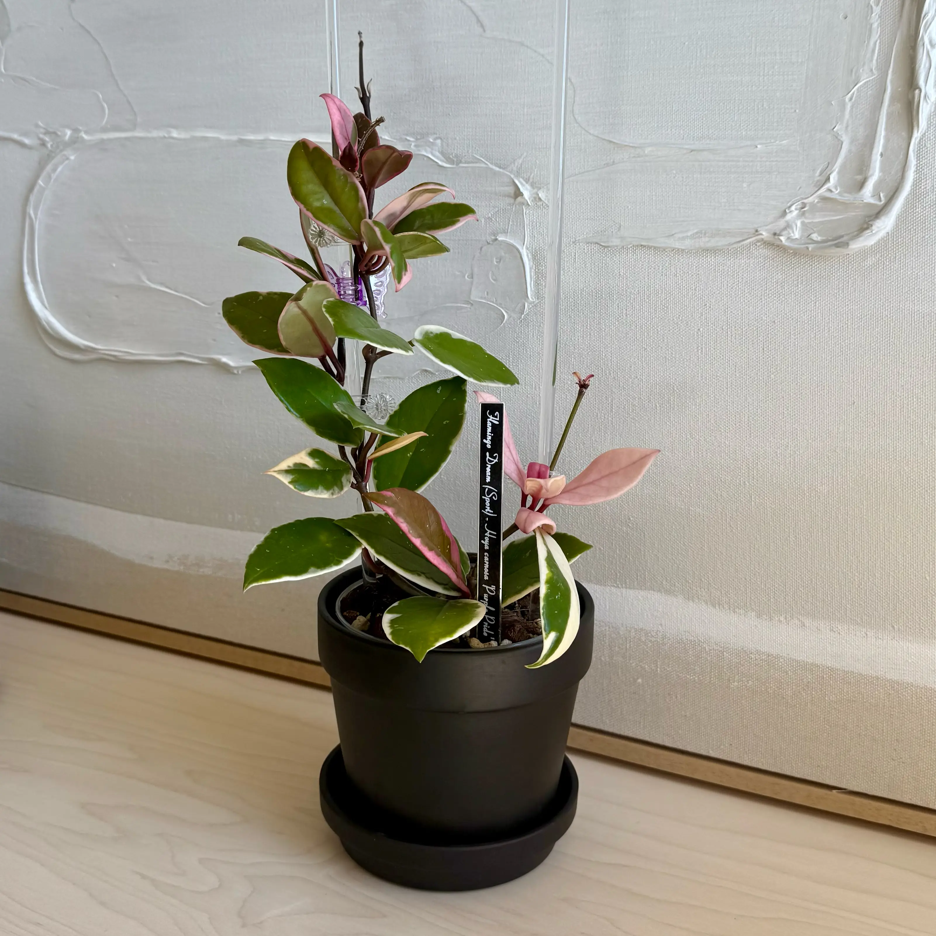 Photo of the plant species Hoya 'Purple Pride' by @carleym named Marilyn on Greg, the plant care app