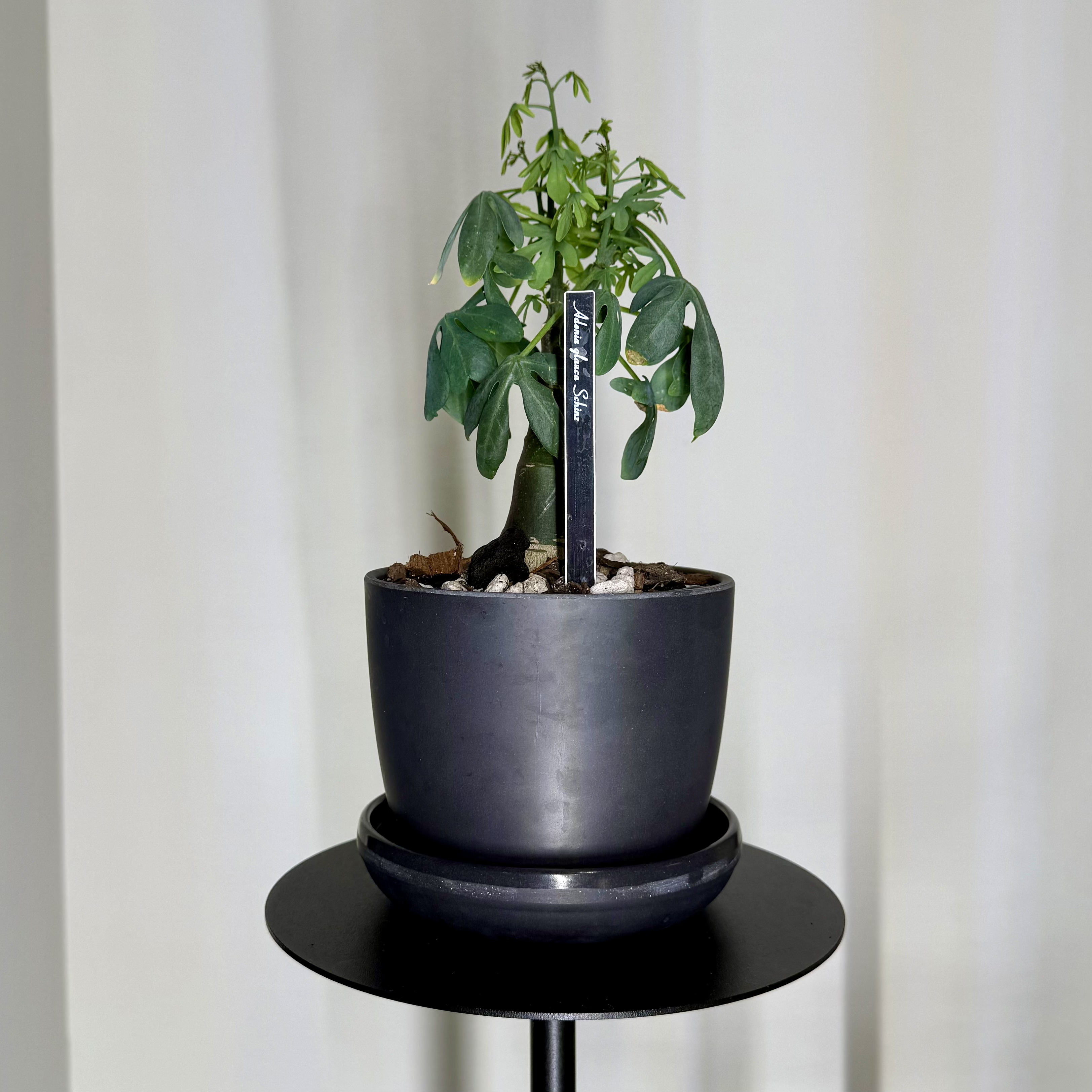 Photo of the plant species Elephant's Foot by @carleym named Elina on Greg, the plant care app