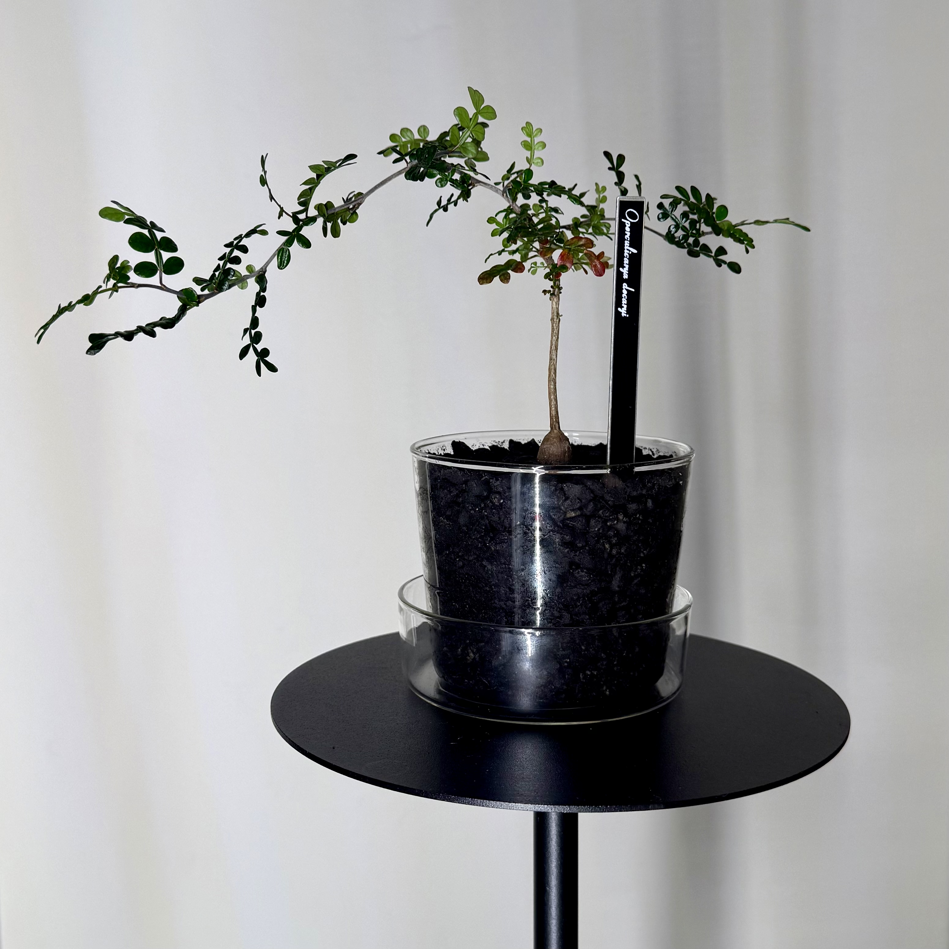 Photo of the plant species Elephant Tree by @carleym named Doja Cat on Greg, the plant care app
