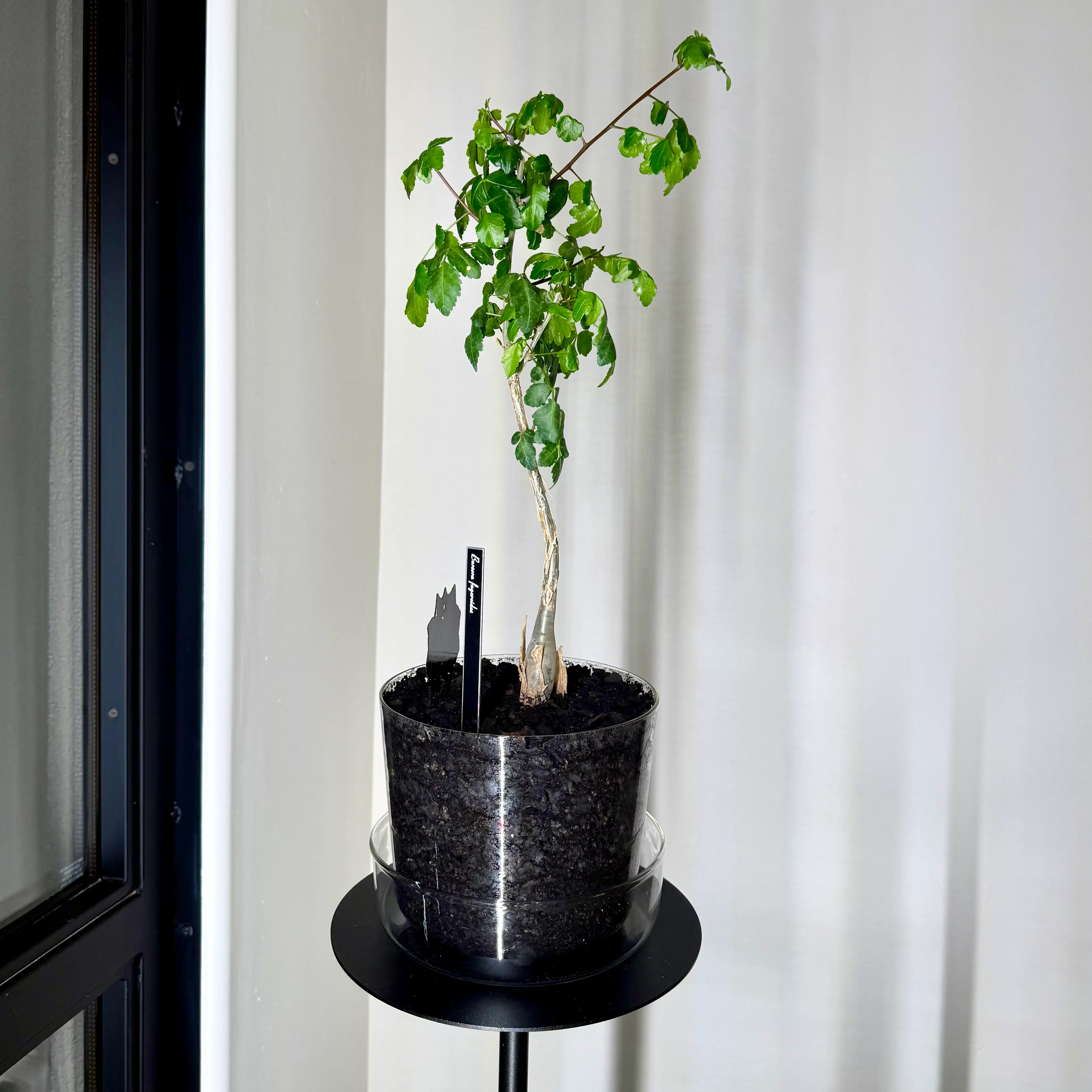 Photo of the plant species Copal by @carleym named Pax on Greg, the plant care app