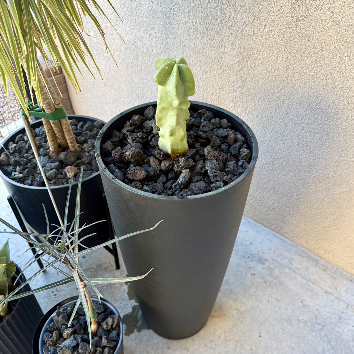 Photo of the plant species Totem Pole Cactus by @carleym named Luna on Greg, the plant care app
