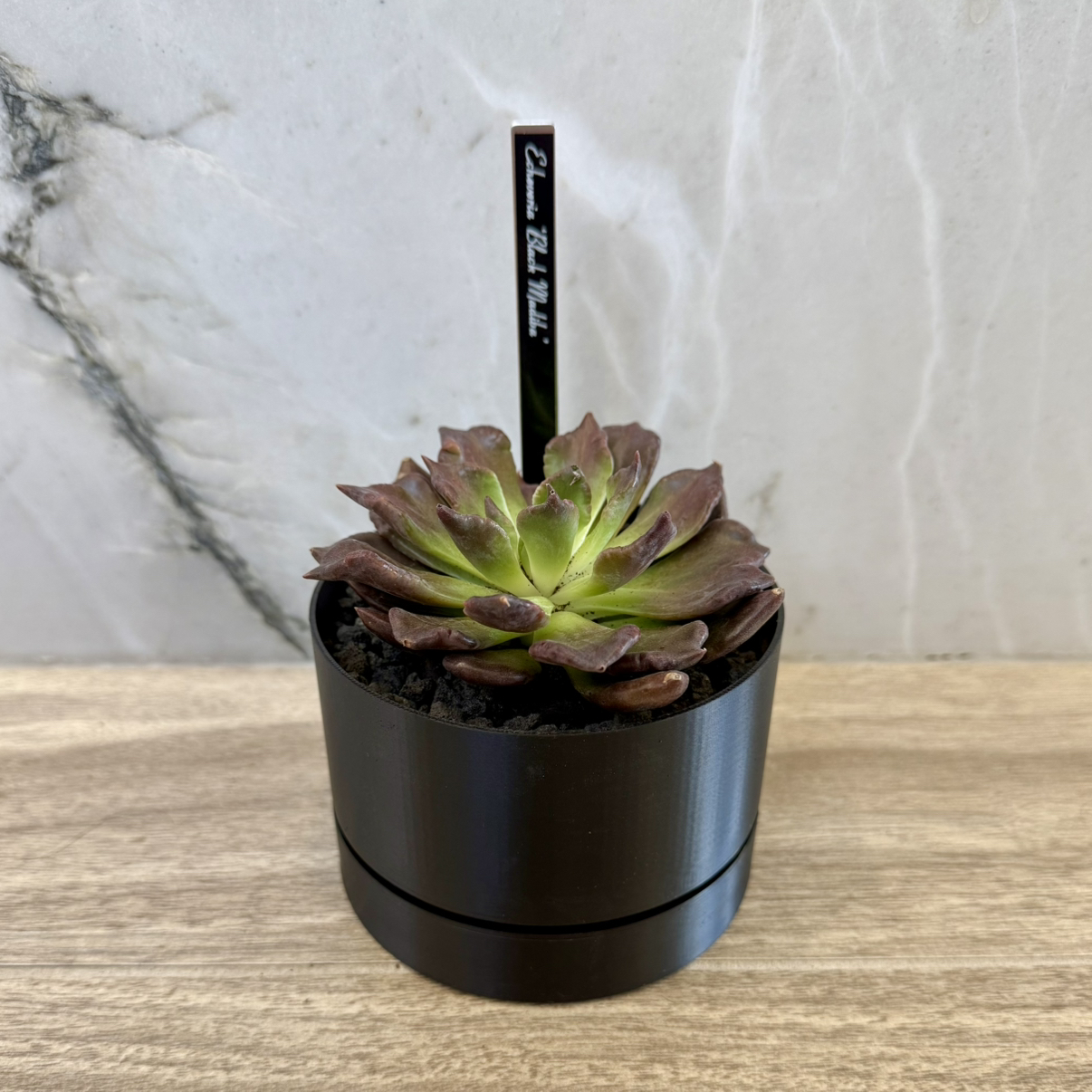 Photo of the plant species Super Bowl Black Madiba by @carleym named McKinley on Greg, the plant care app