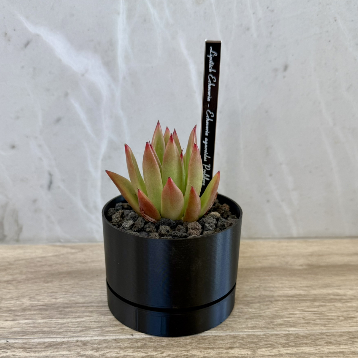 Photo of the plant species Prolific Echeveria by @carleym named Peter Parker on Greg, the plant care app