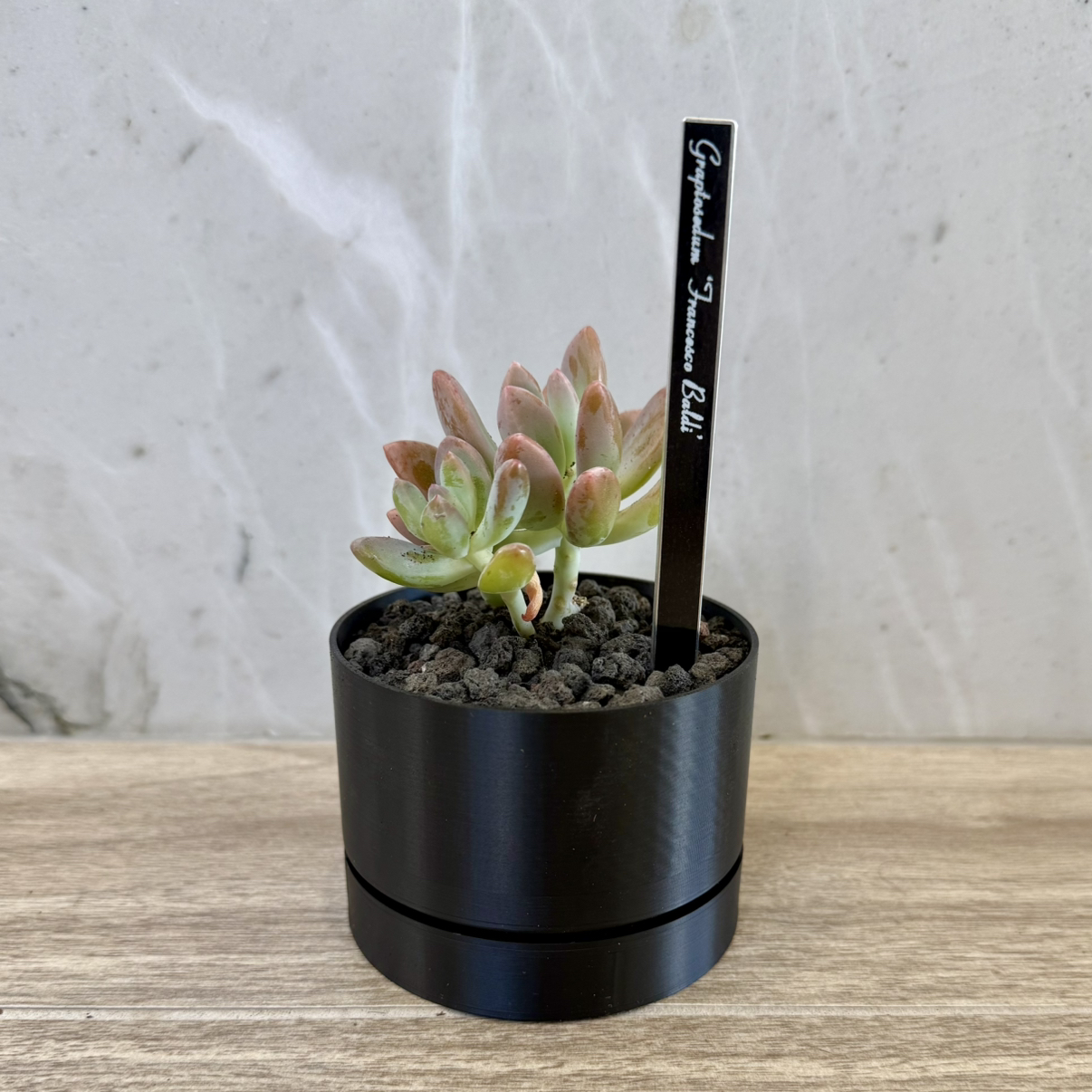Photo of the plant species Graptosedum 'Francesco Baldi' by @carleym named Spike Leaves on Greg, the plant care app