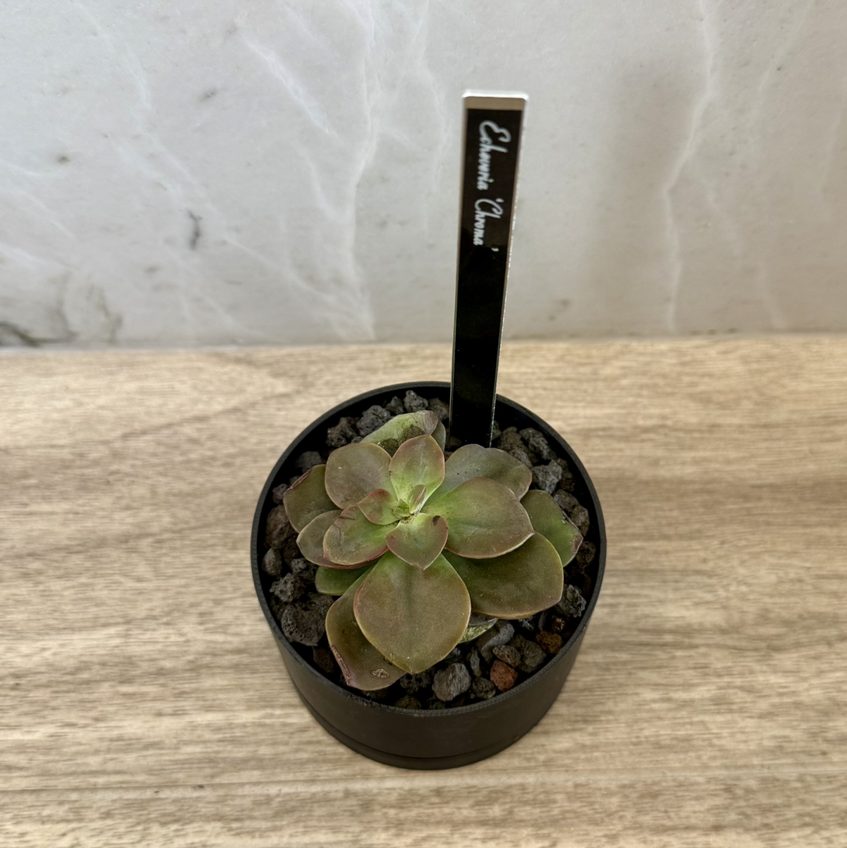 Photo of the plant species Echeveria 'Chroma' by @carleym named Robert Plant on Greg, the plant care app