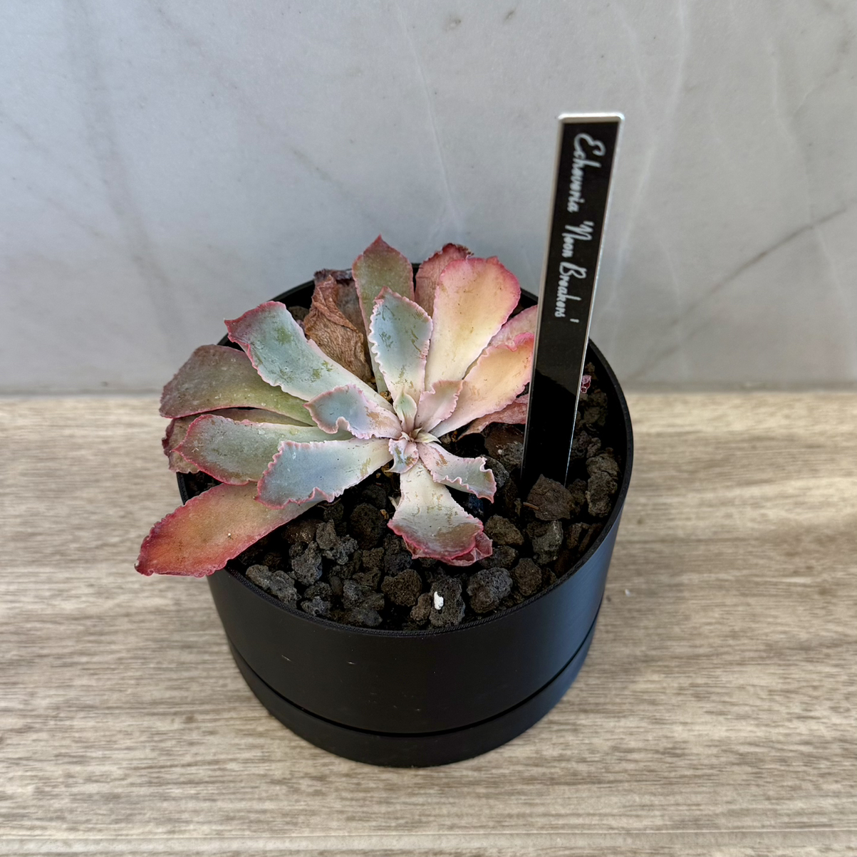 Photo of the plant species Echeveria 'Neon Breakers' by @carleym named Demi on Greg, the plant care app