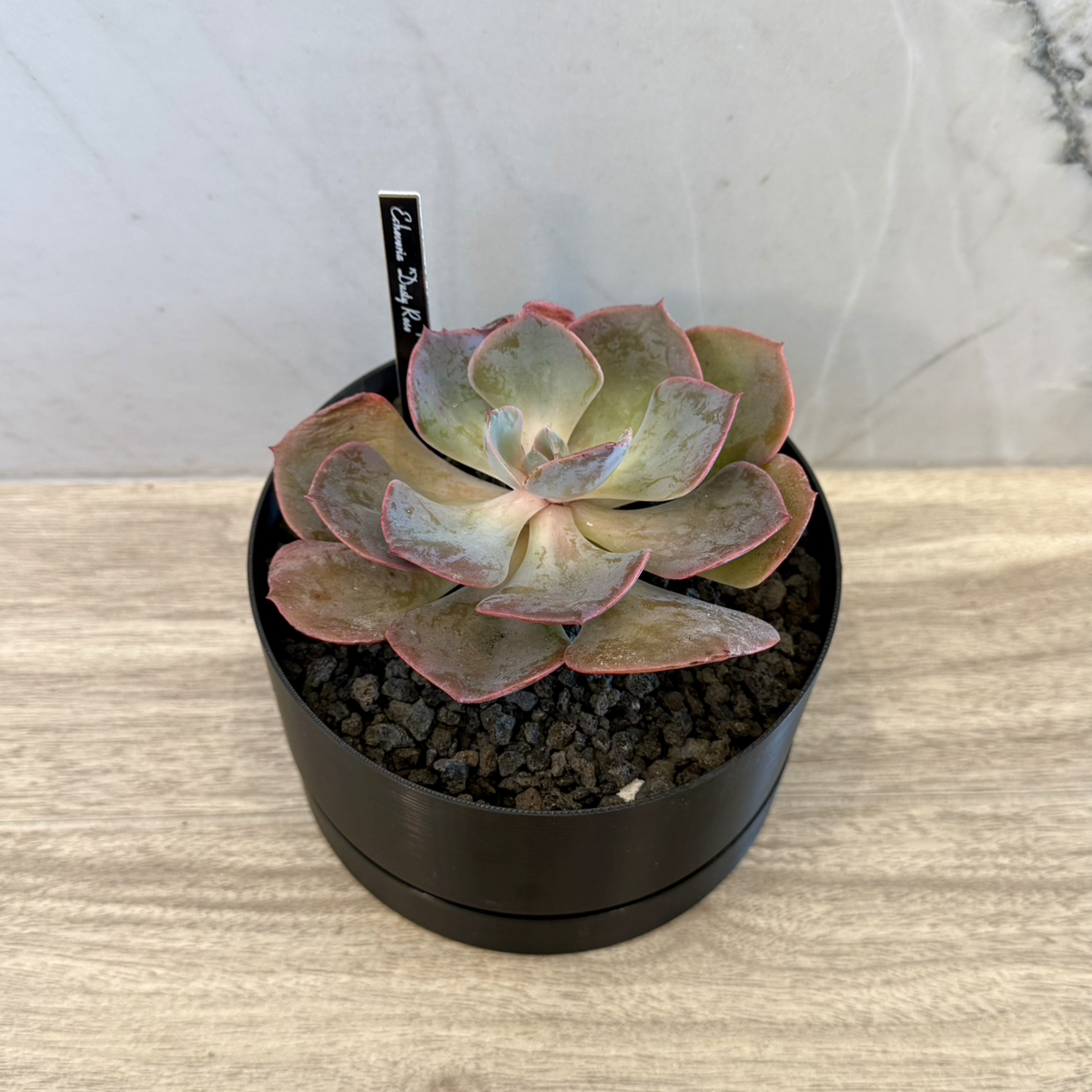 Photo of the plant species Echeveria 'Dusty Rose' by @carleym named Sherlock on Greg, the plant care app