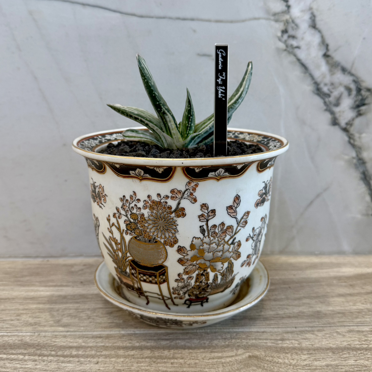 Photo of the plant species Fuji Yuki by @carleym named Achilles on Greg, the plant care app