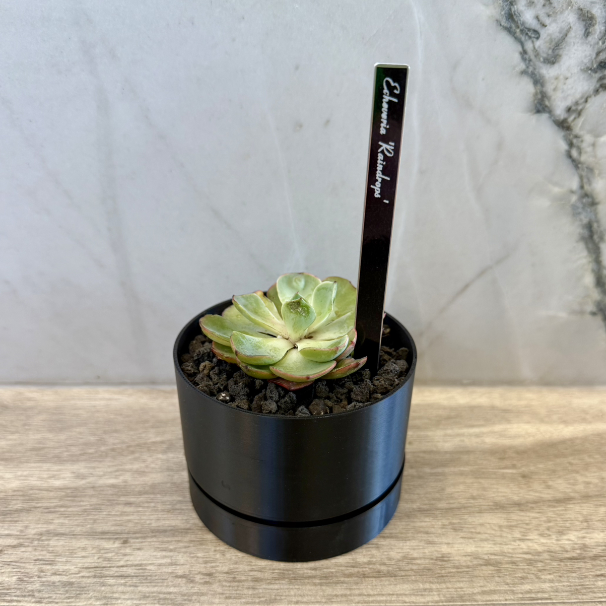 Photo of the plant species Raindrops Echeveria by @carleym named Zion on Greg, the plant care app