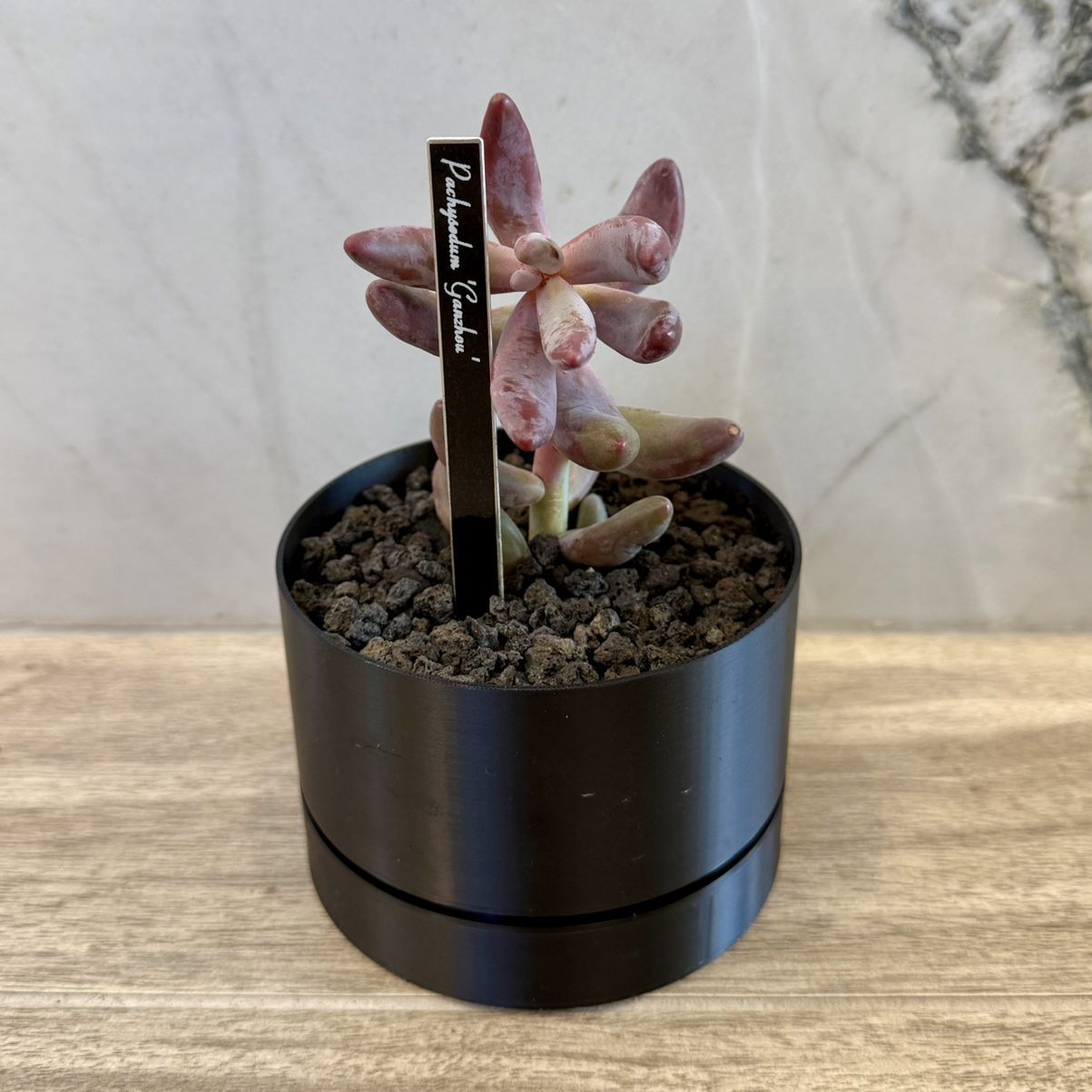 Photo of the plant species Pachysedum 'Ganzhou' by @carleym named Orwell on Greg, the plant care app