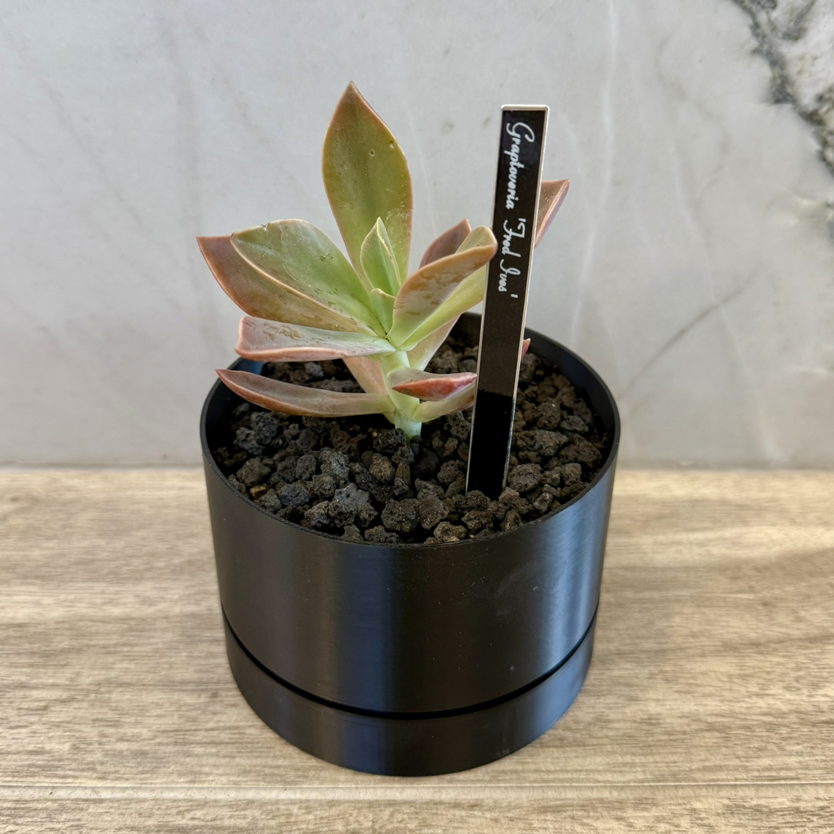 Photo of the plant species Graptoveria 'Fred Ives' by @carleym named Scarlett on Greg, the plant care app