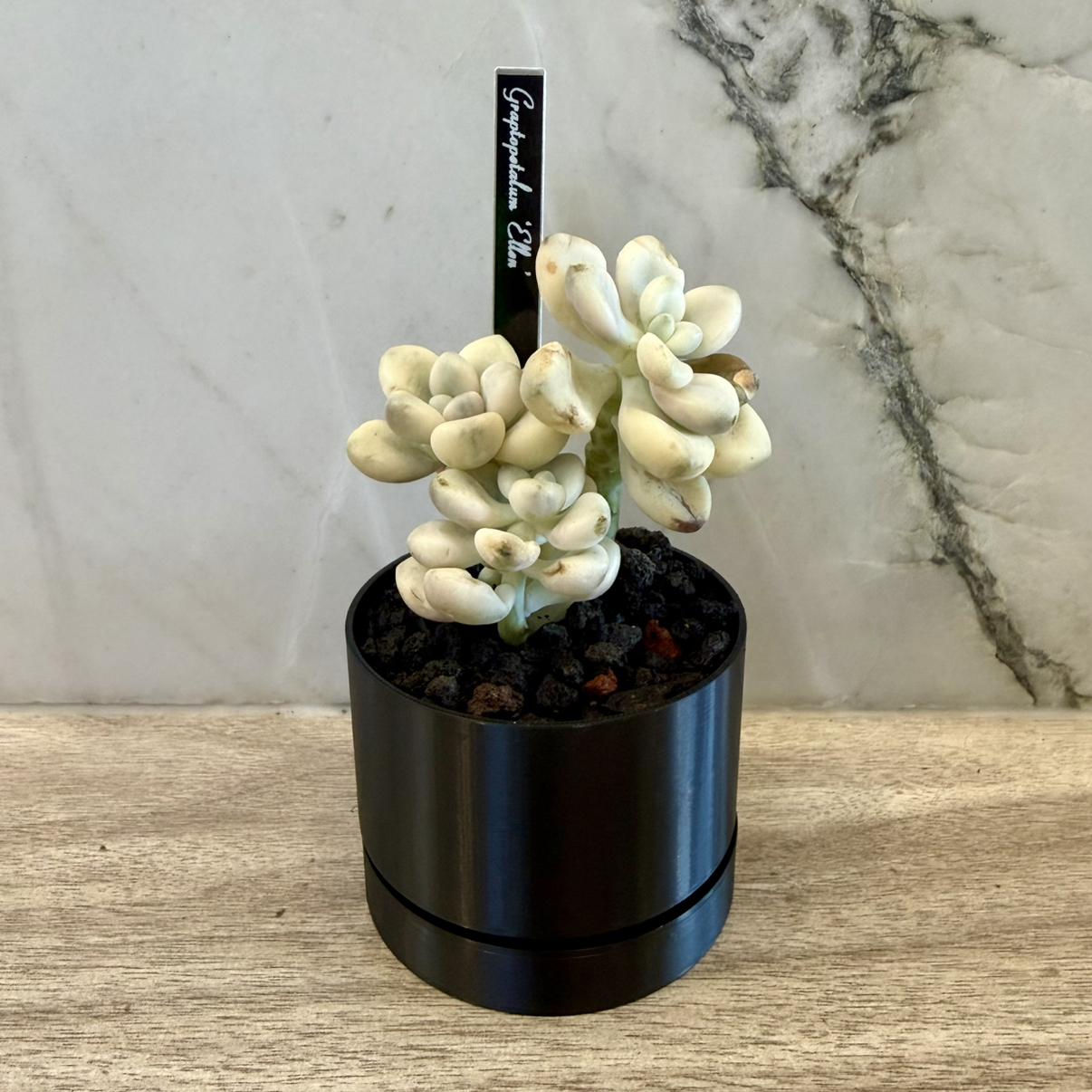 Photo of the plant species Graptopetalum 'Ellen' by @carleym named Ellen on Greg, the plant care app